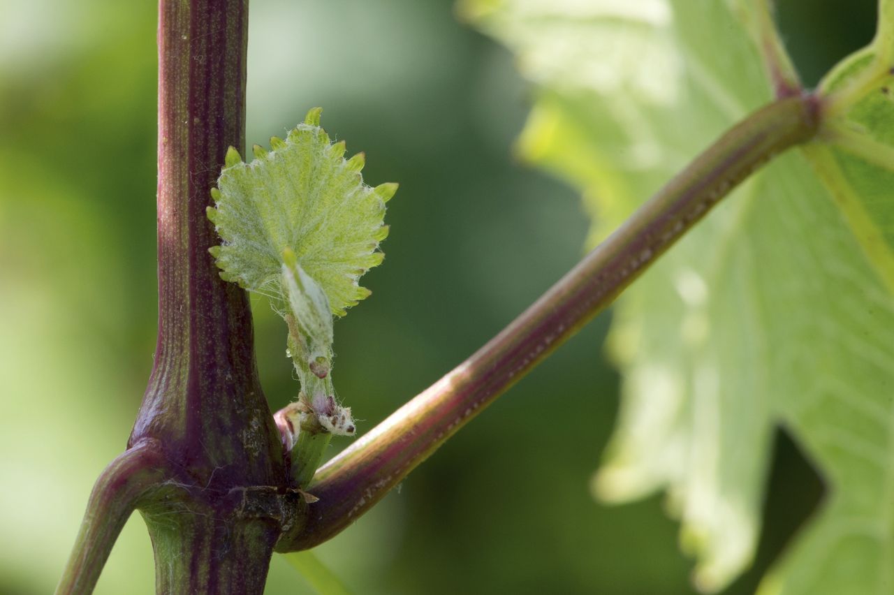 Vignoble Macro 4-Feuilles sorties 0179